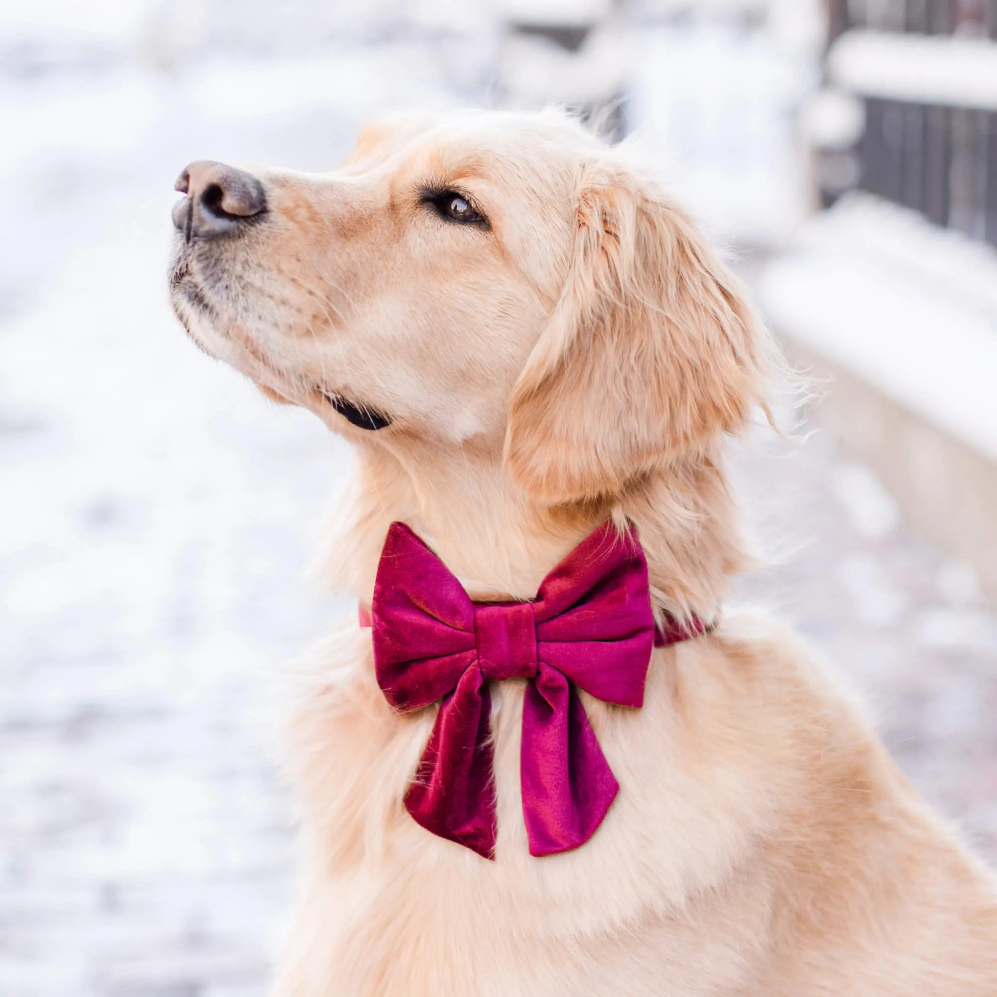 Burgundy Velvet Lady Dog Bow
