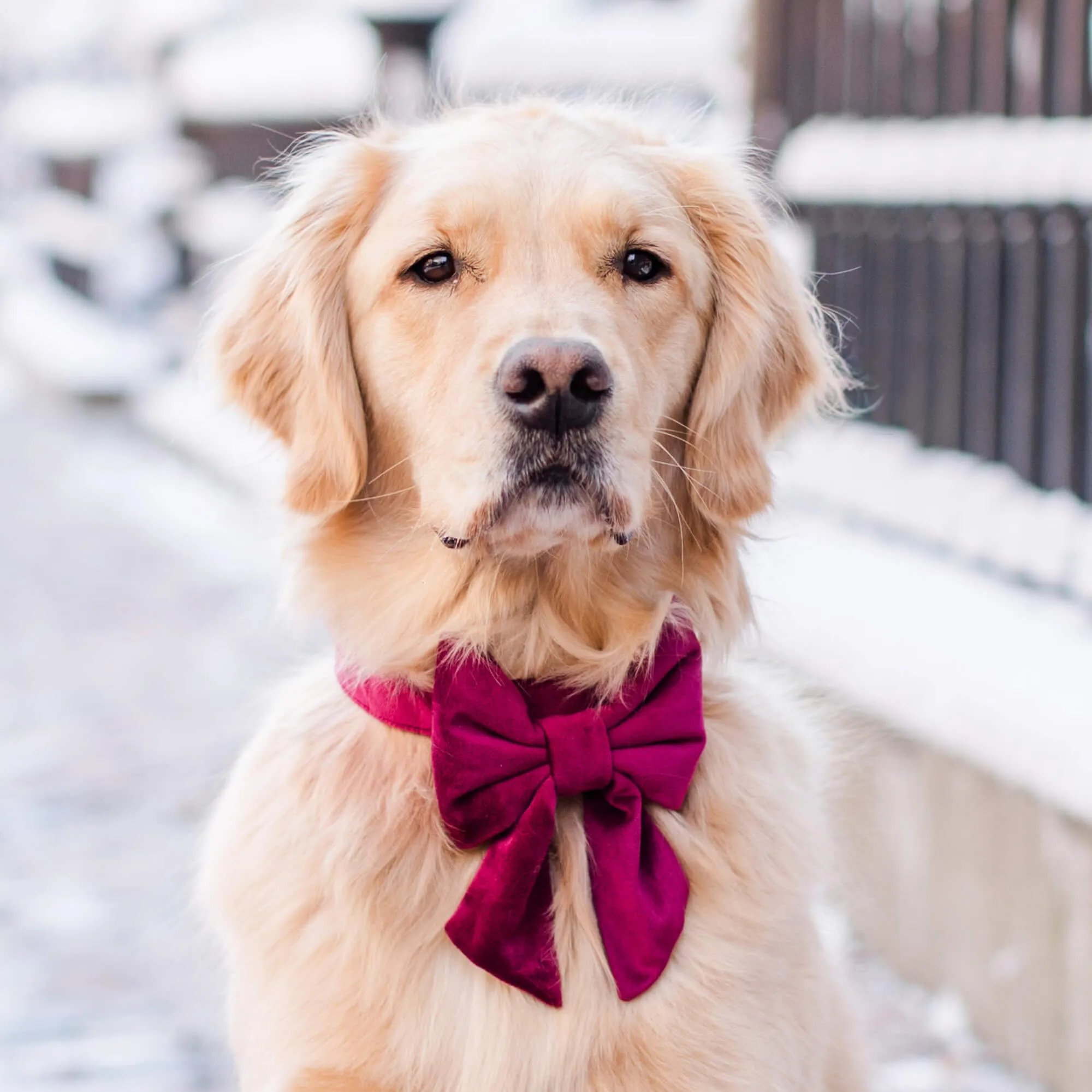Burgundy Velvet Lady Dog Bow
