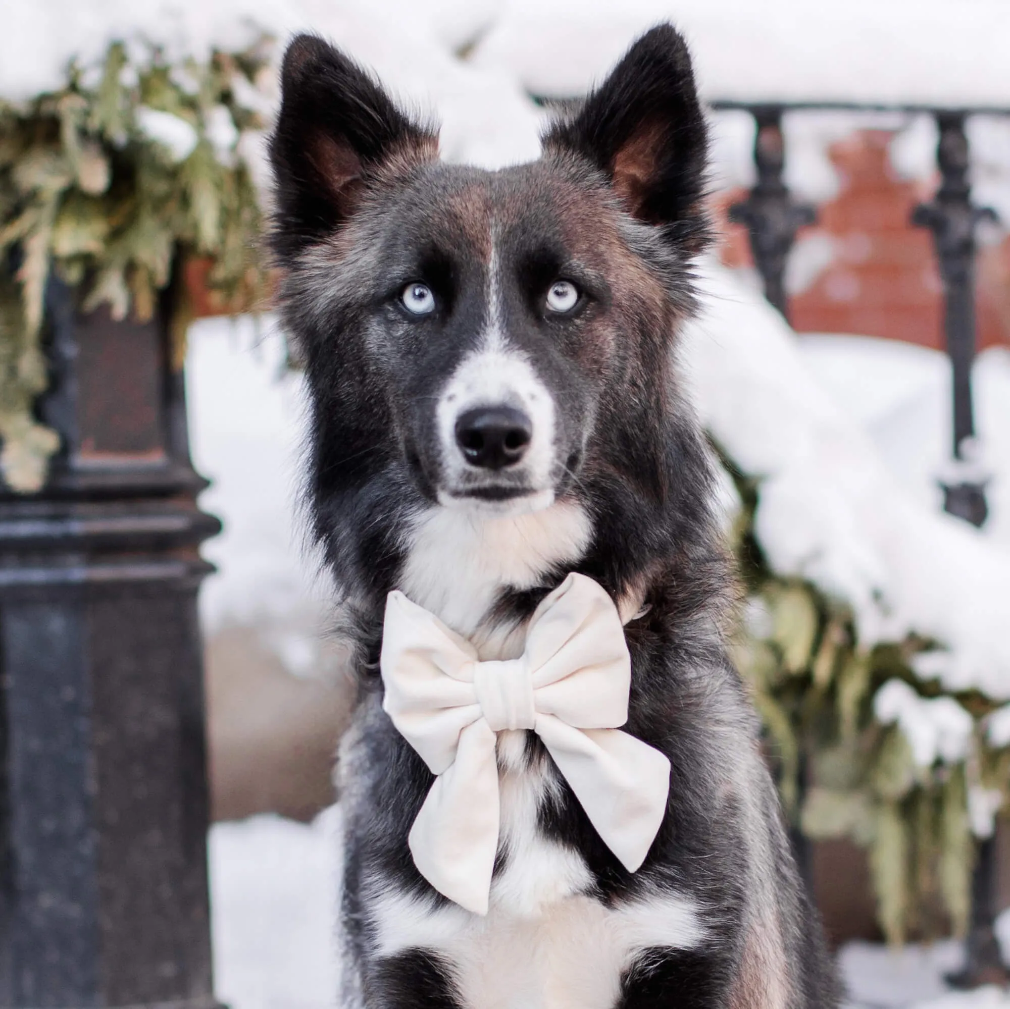 Ivory Velvet Lady Dog Bow