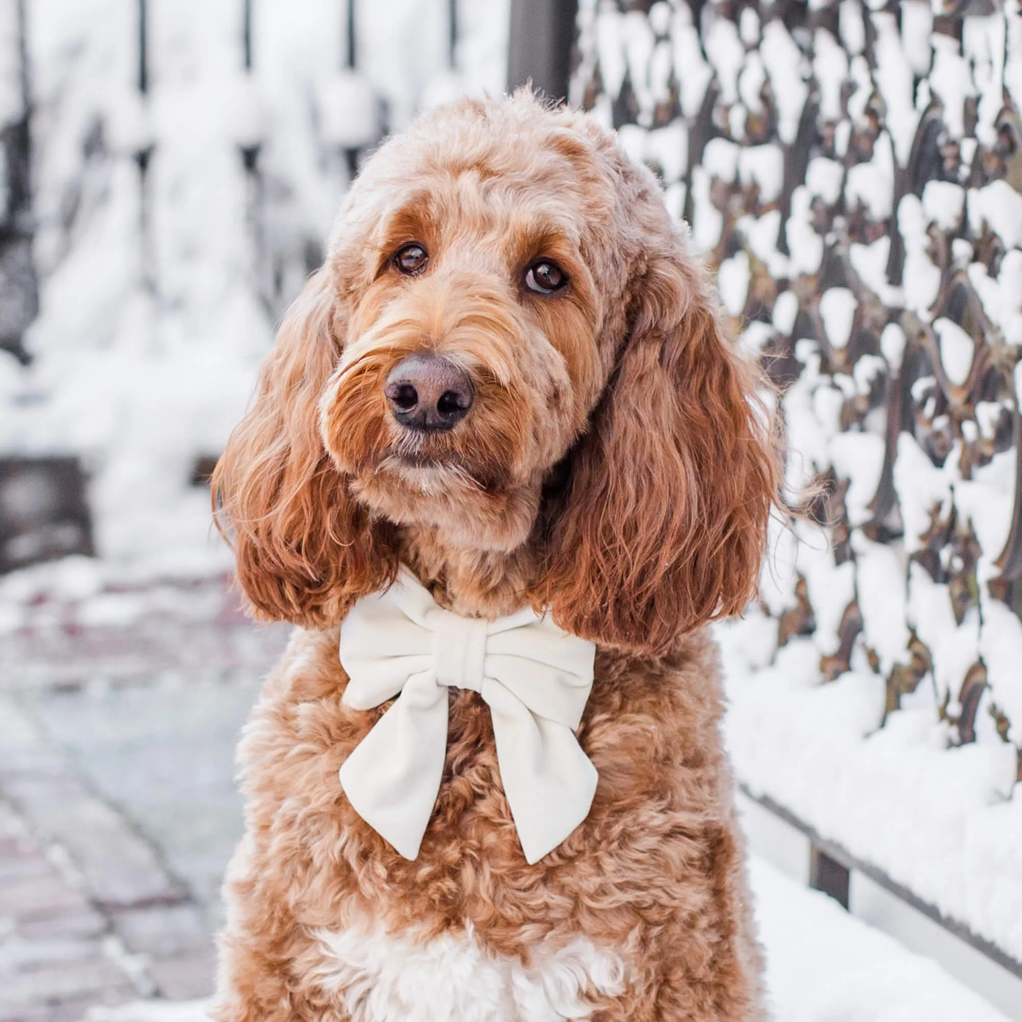 Ivory Velvet Lady Dog Bow