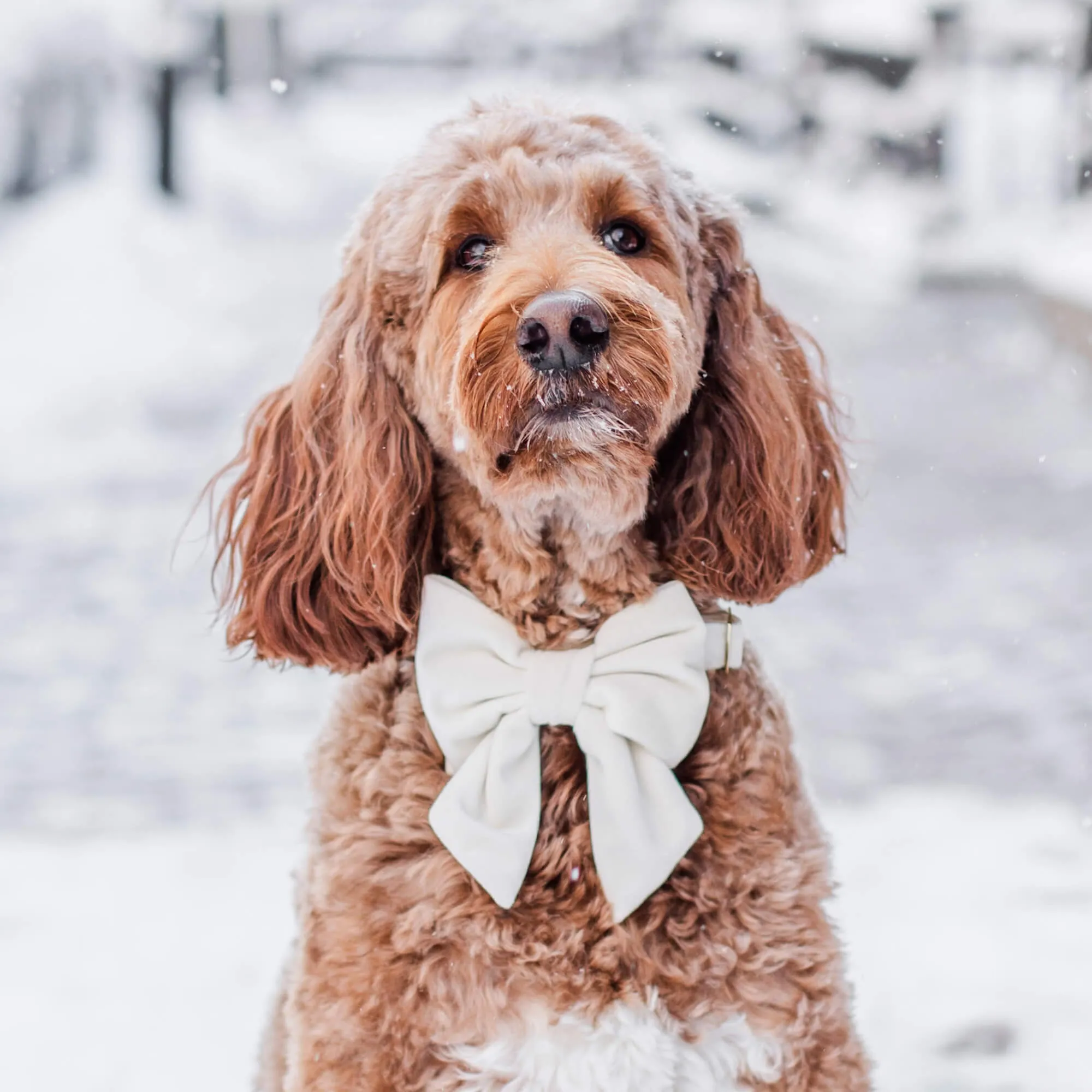 Ivory Velvet Lady Dog Bow