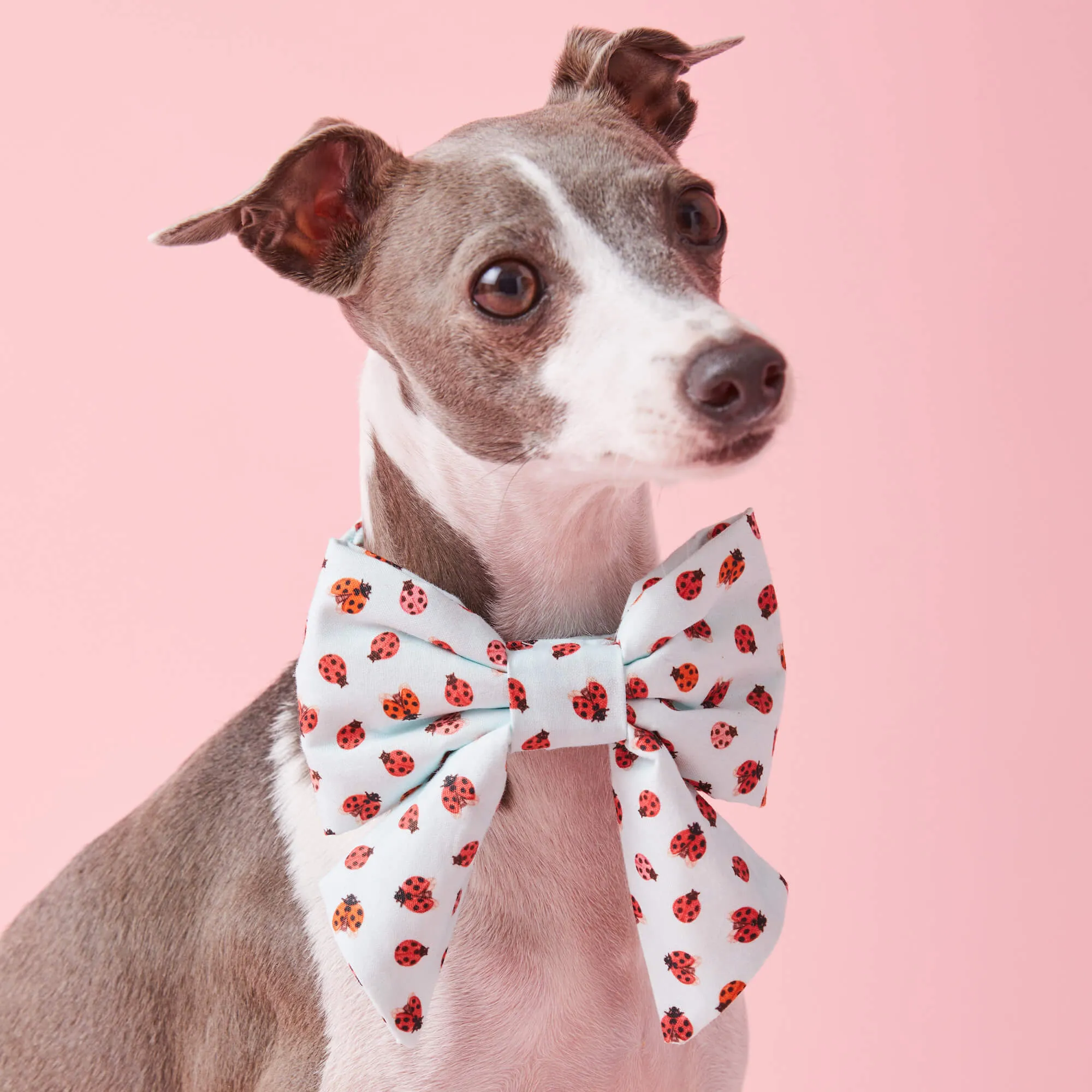Love Bug Lady Dog Bow