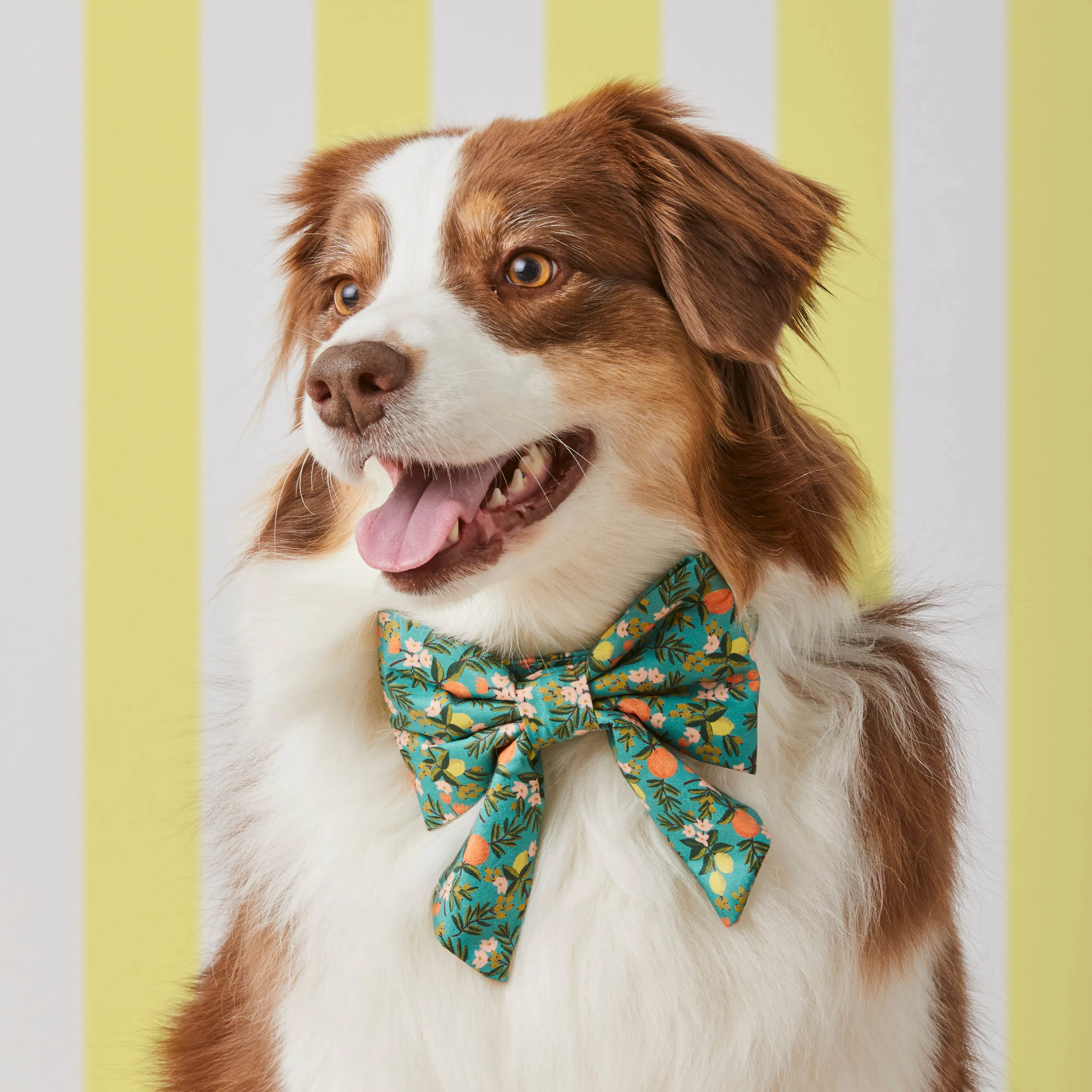 Rifle Paper Co. x TFD Citrus Floral Lady Dog Bow